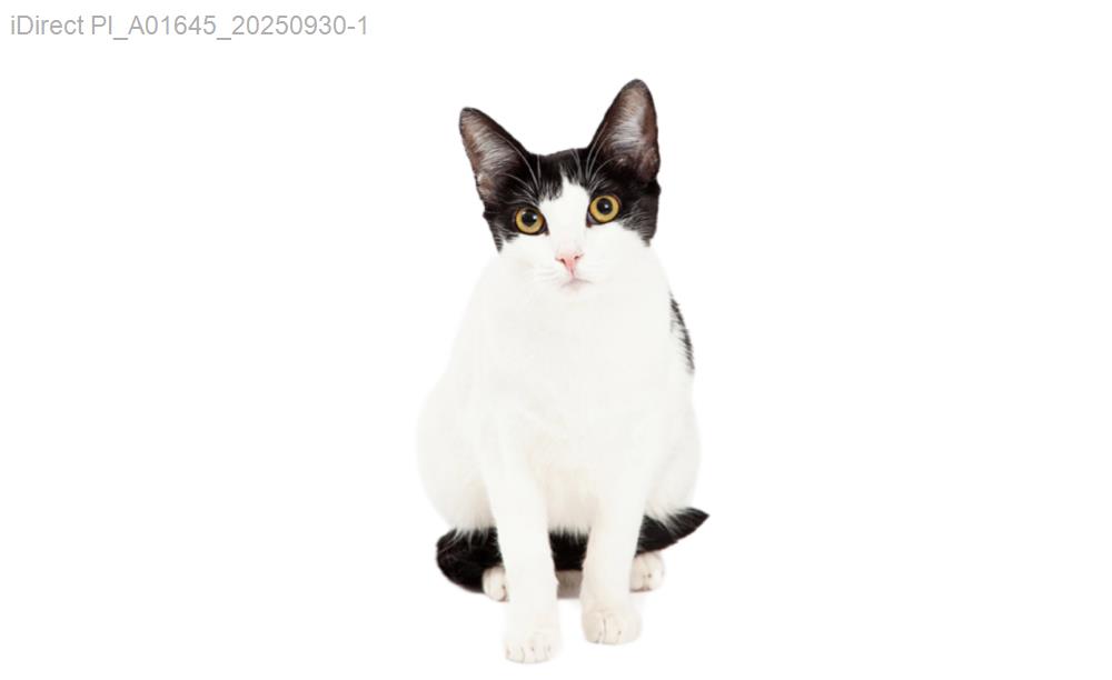 台北貓奴必看：頂級貓抓板裝潢比較大解析！